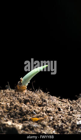 Growing daffodil sprout isolated on black background, seasonal spring theme. Stock Photo