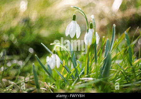 Three snowdrops in the forest in beautiful morning sunlight. Stock Photo
