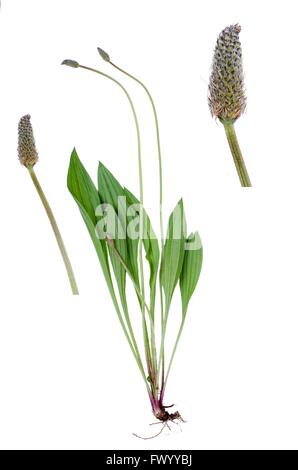 Conringia orientalis isolated on white background with detail of two blooms beside. Stock Photo