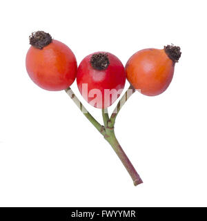 Dog-rose twig with three hips isolated on white background. Stock Photo