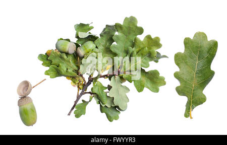 Oak leaf, branch and acorn isolated on white background. Stock Photo