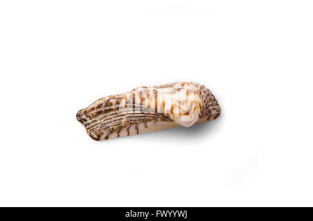 Half of a seashell isolated on white background. Stock Photo