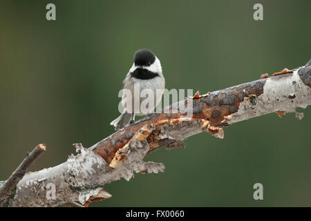Black capped chickadee perches on birch branch Stock Photo