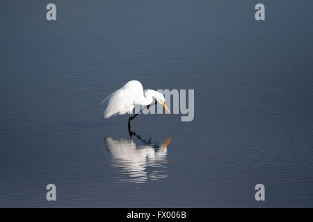 Great egret at Bolsa Chica wetlands, California scratches an itch Stock Photo