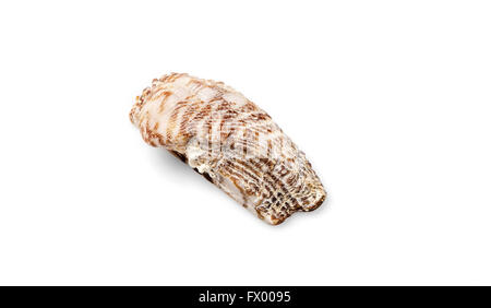 Half of a seashell isolated on white background. Stock Photo