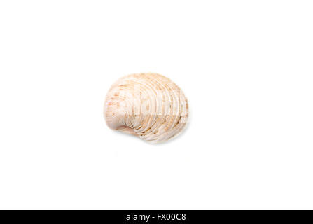 Sea shell with isolated on white background. Stock Photo