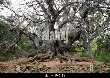 Ancient 1000 years old sweet chestnut tree in Sierra de las Nieves reserve. Andalusia Spain. Stock Photo