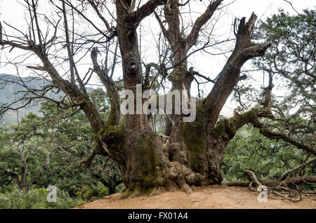 Ancient 1000 years old sweet chestnut tree in Sierra de las Nieves reserve. Andalusia Spain. Stock Photo