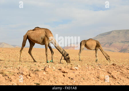 Two camels on a lead in profile looking down grazing in a dry barren desert with background mountains under wispy clouds in Morocco Stock Photo