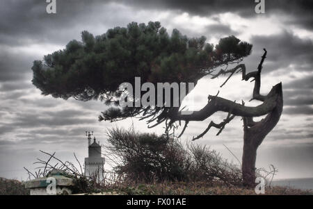 silhouette of an odd shape damaged tree thriving with lighthouse on coast against a dramatic sky Stock Photo