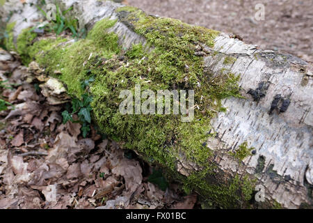 moss growing on a fallen tree Stock Photo