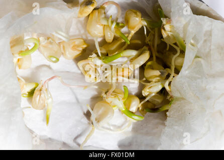Corn seeds, kernels, germinated, sprouting in moist paper towel. Stock Photo