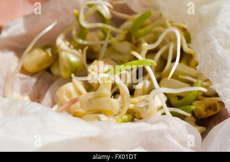 Corn seeds, kernels, germinated, sprouting in moist paper towel. Stock Photo