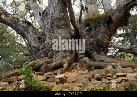 Ancient 1000 years old sweet chestnut tree in Sierra de las Nieves reserve. Andalusia Spain. Stock Photo