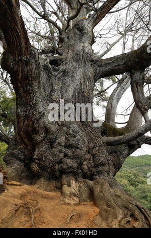 Trunk of an ancient 1000 years old sweet chestnut tree in Sierra de las Nieves reserve. Andalusia Spain. Stock Photo