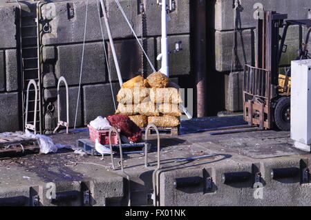 Bags of whelks on the quay at Amlwch, Anglesey Stock Photo