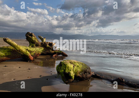 Tree driftwood covered in seaweed on beach of Nuevo Vallarta Mexico Stock Photo