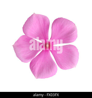 Periwinkle isolated on white background Stock Photo