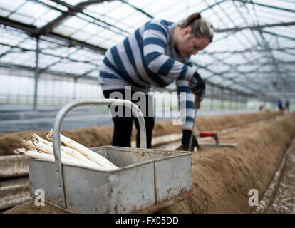 Geldern, Germany. 05th Apr, 2016. A seasonal worker cuts asparagus in the greenhouse in Geldern, Germany, 05 April 2016. Photo: Monika Skolimowska/dpa/Alamy Live News Stock Photo