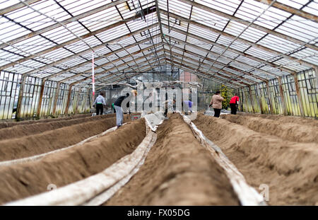 Geldern, Germany. 05th Apr, 2016. Seasonal workers cut asparagus in a greenhouse in Geldern, Germany, 05 April 2016. Photo: Monika Skolimowska/dpa/Alamy Live News Stock Photo