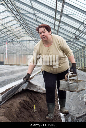 Geldern, Germany. 05th Apr, 2016. Seasonal worker Teresa covers an asparagus bed with plastic in Geldern, Germany, 05 April 2016. Photo: Monika Skolimowska/dpa/Alamy Live News Stock Photo
