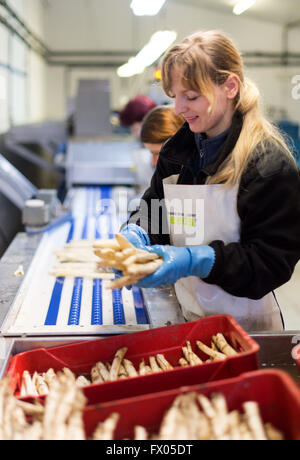 Geldern, Germany. 05th Apr, 2016. A worker sorts freshly harvested asparagus at the Allofs asparagus farm in Geldern, Germany, 05 April 2016. Photo: Monika Skolimowska/dpa/Alamy Live News Stock Photo
