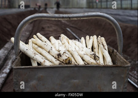 Geldern, Germany. 05th Apr, 2016. Freshly harvested asparagus lies on a basket in a greenhouse in Geldern, Germany, 05 April 2016. Photo: Monika Skolimowska/dpa/Alamy Live News Stock Photo