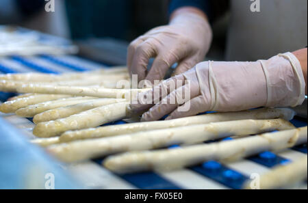 Geldern, Germany. 05th Apr, 2016. A worker sorts freshly harvested asparagus at the Allofs asparagus farm in Geldern, Germany, 05 April 2016. Photo: Monika Skolimowska/dpa/Alamy Live News Stock Photo
