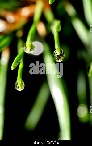 Pine tree needles with water drops isolated on black background. Stock Photo