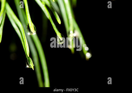 Pine tree needles with water drops isolated on black background. Stock Photo