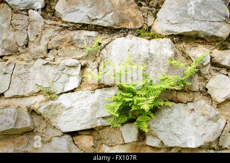 Exterior stone wall and nice ferns on it. Stock Photo