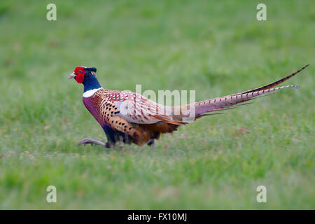 Pheasant male Phasianus colchicus running Stock Photo