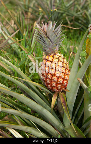 Pineapple growing in Rwanda. Ananas comosus Stock Photo