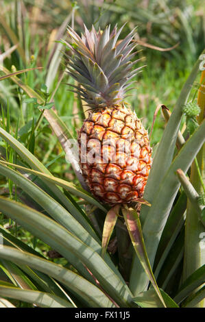 Pineapple growing in Rwanda. Ananas comosus Stock Photo