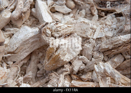 Cassava or tapioca, freshly harvested and drying out, ready to store. Stock Photo