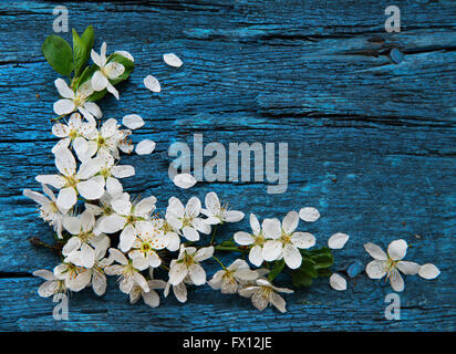 Spring border background with white blossom Stock Photo