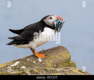 An Atlantic puffin with a catch of sand eels on one of the Farne islands, Great Britain Stock Photo