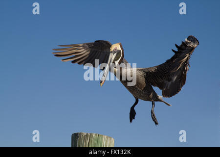 Brown pelican landing on a pole in a harbour with a blue sky background Stock Photo