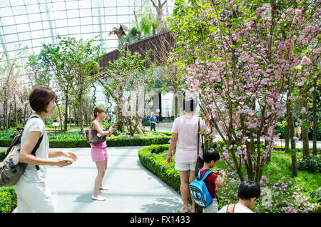 Singapore ,April 4 -2016 Unidentified of tourist  see forest and  plant in environment dome  Garden by the Bay famous place in Stock Photo