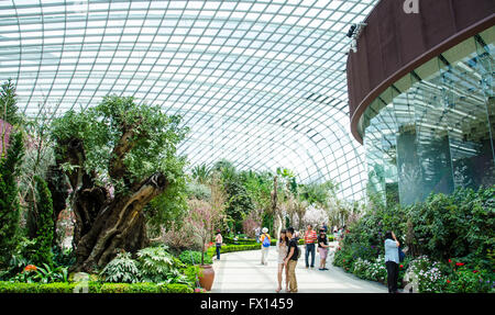 Singapore ,April 4 -2016 Unidentified of tourist  see forest and  plant in environment dome  Garden by the Bay famous place in Stock Photo