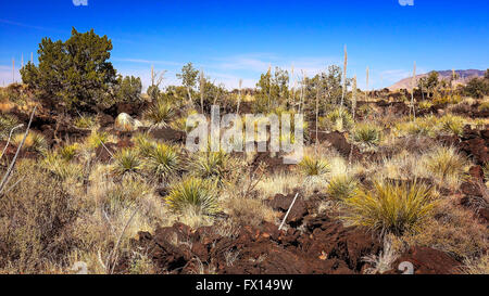 Lush lava landscape at Valley of Fires Recreation Area in New Mexico Stock Photo