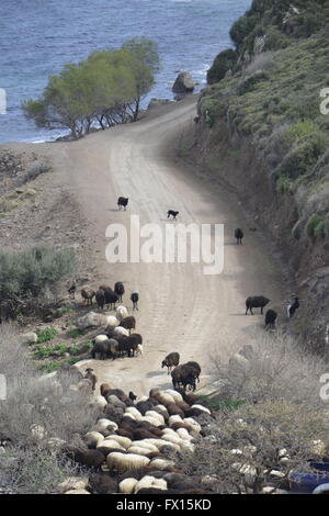 sheep walking in grassland at springtime Stock Photo