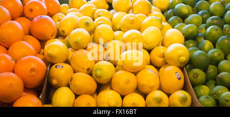Oranges, lemons and limes on display in St Lawrence Market Stock Photo