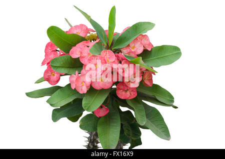 Crown of thorns isolated on white background Stock Photo