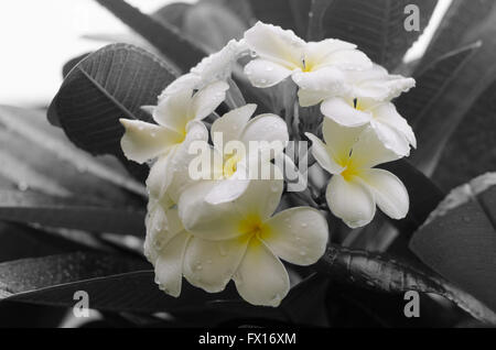 The black and white image of the Plumeria flowers Stock Photo