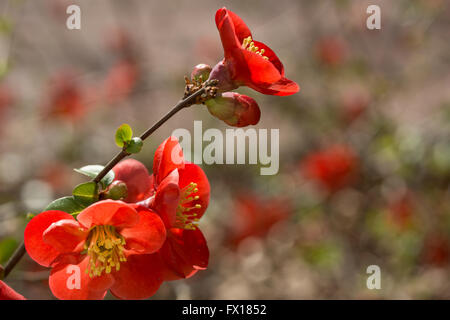 Japanese Quince Stock Photo