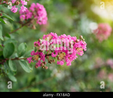 crepe myrtle flowers Stock Photo