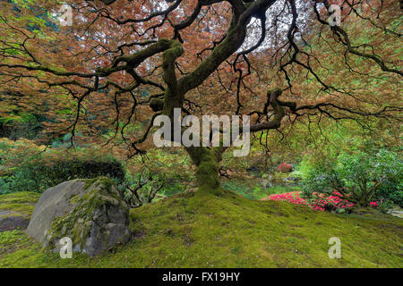 Under the Japanese Maple Tree at Japanese Gaarden in Portland Oregon in Spring Season Stock Photo