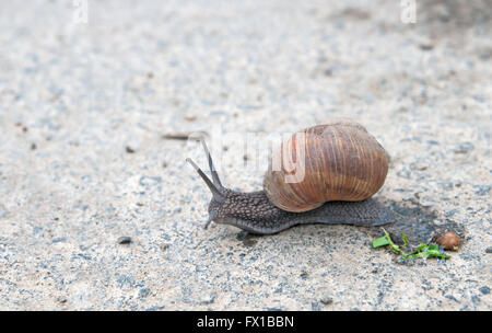 burgundy snail (Roman snail, edible snail, escargot) (Helix pomatia) on the road Stock Photo