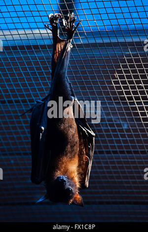Lyle's flying fox (Pteropus lylei) at Budapest Zoo in Budapest, Hungary. Stock Photo